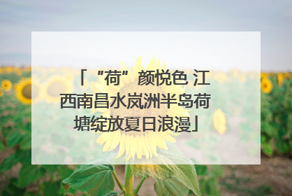 “荷”颜悦色 江西南昌水岚洲半岛荷塘绽放夏日浪漫