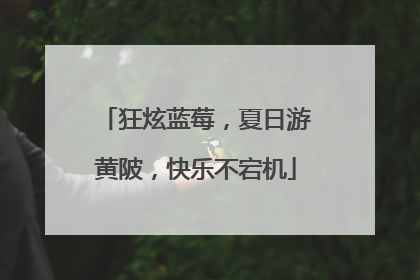 狂炫蓝莓，夏日游黄陂，快乐不宕机