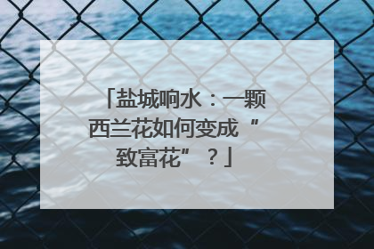 盐城响水：一颗西兰花如何变成“致富花”？