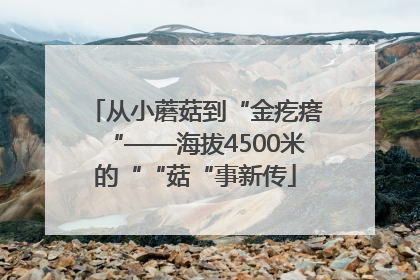 从小蘑菇到“金疙瘩“——海拔4500米的““菇“事新传