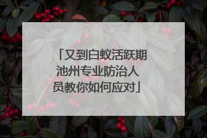 又到白蚁活跃期 池州专业防治人员教你如何应对