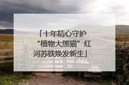 十年精心守护 “植物大熊猫”红河苏铁焕发新生