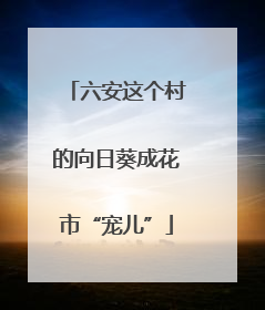 六安这个村的向日葵成花市“宠儿”