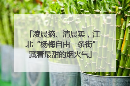 凌晨摘、清晨卖，江北“杨梅自由一条街”藏着最甜的烟火气