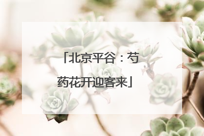 北京平谷：芍药花开迎客来