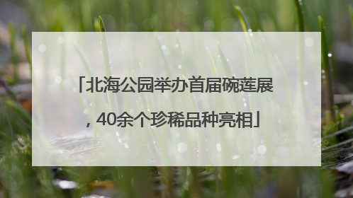 北海公园举办首届碗莲展，40余个珍稀品种亮相