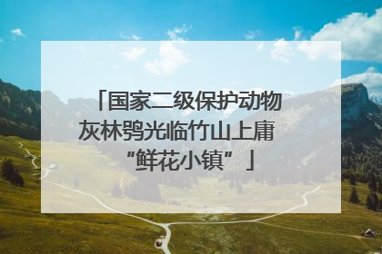 国家二级保护动物灰林鸮光临竹山上庸“鲜花小镇”