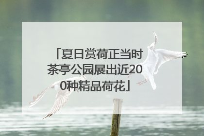 夏日赏荷正当时 茶亭公园展出近200种精品荷花