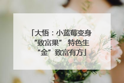 大悟：小蓝莓变身“致富果” 特色生“金”致富有方
