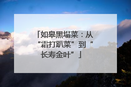 如皋黑塌菜：从“霜打趴菜”到“长寿金叶”