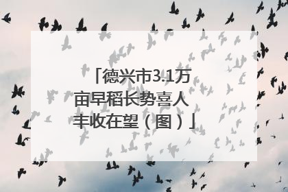 德兴市3.1万亩早稻长势喜人 丰收在望（图）