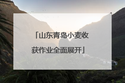 山东青岛小麦收获作业全面展开