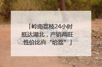岭南荔枝24小时抵达湖北，产销两旺性价比真“给荔”