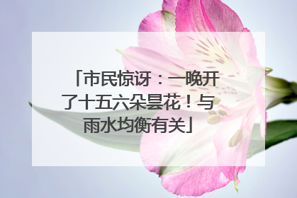 市民惊讶：一晚开了十五六朵昙花！与雨水均衡有关