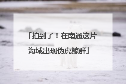 拍到了！在南通这片海域出现伪虎鲸群
