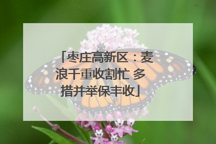 枣庄高新区：麦浪千重收割忙 多措并举保丰收