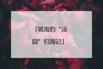 斑海豹“汤圆”归海记