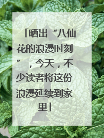 晒出“八仙花的浪漫时刻”，今天，不少读者将这份浪漫延续到家里