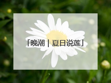 晚潮｜夏日说莲
