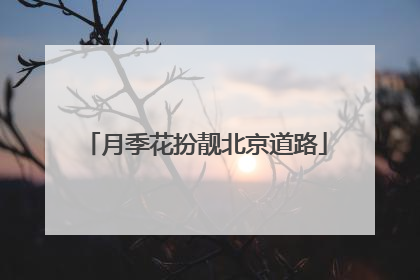 月季花扮靓北京道路