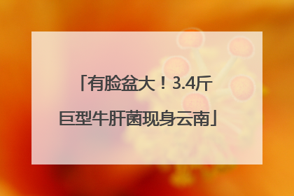 有脸盆大！3.4斤巨型牛肝菌现身云南