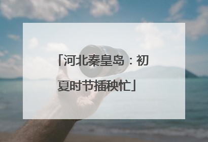 河北秦皇岛：初夏时节插秧忙