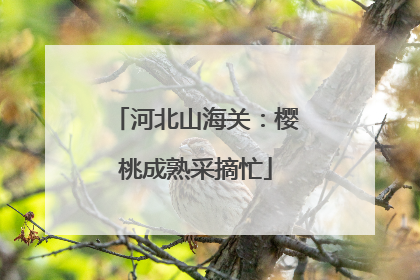 河北山海关：樱桃成熟采摘忙