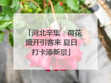 河北辛集：荷花盛开引客来 夏日打卡添新景