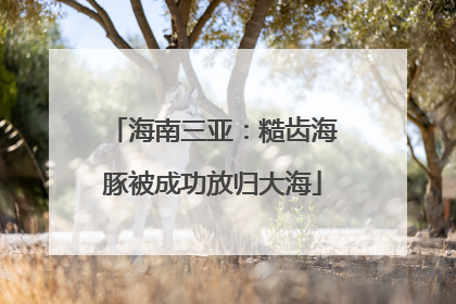 海南三亚：糙齿海豚被成功放归大海