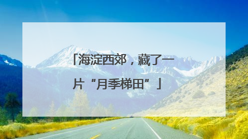 海淀西郊，藏了一片“月季梯田”