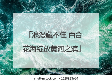 浪漫藏不住 百合花海绽放黄河之滨