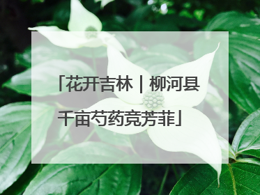 花开吉林｜柳河县千亩芍药竞芳菲