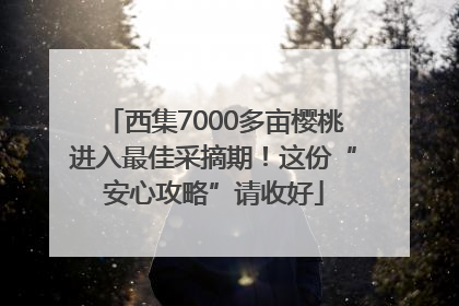 西集7000多亩樱桃进入最佳采摘期！这份“安心攻略”请收好