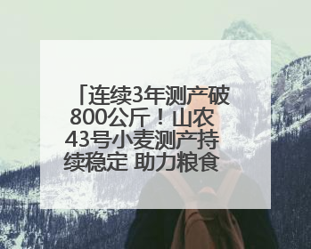 连续3年测产破800公斤！山农43号小麦测产持续稳定 助力粮食增产丰收