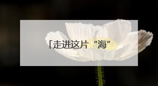 走进这片“海”来一场奇幻之旅