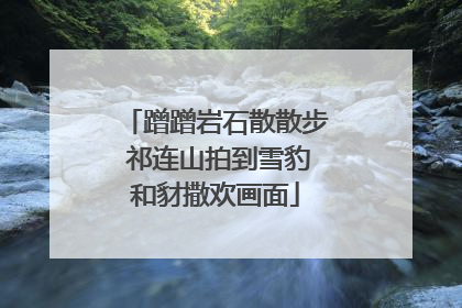 蹭蹭岩石散散步 祁连山拍到雪豹和豺撒欢画面