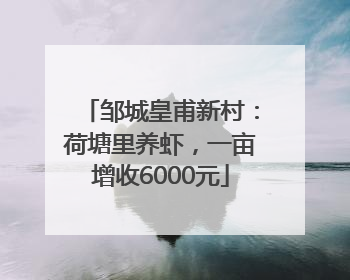 邹城皇甫新村：荷塘里养虾，一亩增收6000元