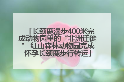 长颈鹿漫步400米完成动物园里的“非洲迁徙” 红山森林动物园完成怀孕长颈鹿步行转运