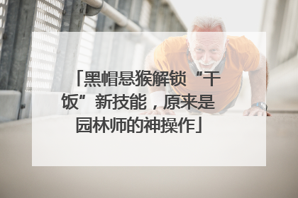 黑帽悬猴解锁“干饭”新技能，原来是园林师的神操作