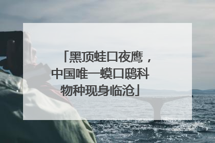 黑顶蛙口夜鹰，中国唯一蟆口鸱科物种现身临沧