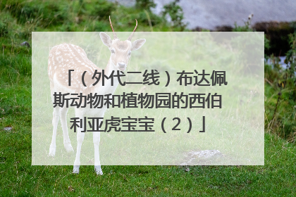 （外代二线）布达佩斯动物和植物园的西伯利亚虎宝宝（2）